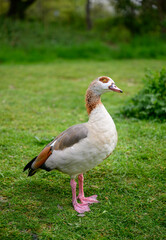 Egyptian goose standing on grass with head cocked on Chislehurst Commons, Kent, UK.  Egyptian goose (Alopochen aegyptiaca). Chislehurst is in the Borough of Bromley, Greater London