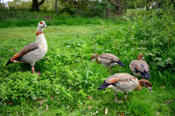 Egyptian goose with young on Chislehurst Commons, Kent, UK.  Egyptian goose (Alopochen aegyptiaca). Chislehurst is in the Borough of Bromley, Greater London