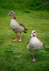 Naklejka na ściany i meble Two Egyptian geese standing on grass on Chislehurst Commons, Kent, UK. Egyptian goose (Alopochen aegyptiaca). Chislehurst is in the Borough of Bromley, Greater London