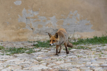terrestrial animals, beautiful, red, view, sitting, mammal, wildlife, vulpes, attentive, scavenger, fur, deserted, on top, vulpes vulpes, human environment, brown, look, morning, color, cautious, cute