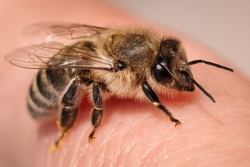 Macro of a European Honey Bee (Apis mellifera) resting on my finger. Long Island, New York, USA