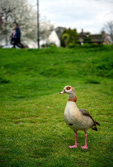 Egyptian goose standing on grass on Chislehurst Commons, Kent, UK.  Unrecognizable people behind. Egyptian goose (Alopochen aegyptiaca). Chislehurst is in the Borough of Bromley, Greater London