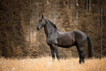 Fototapeta premium Portrait of a black horse outdoors