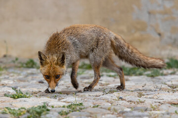 terrestrial animals, beautiful, red, view, sitting, mammal, wildlife, vulpes, attentive, scavenger, fur, deserted, on top, vulpes vulpes, human environment, brown, look, morning, color, cautious, cute