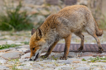 Naklejka na ściany i meble terrestrial animals, beautiful, red, view, sitting, mammal, wildlife, vulpes, attentive, scavenger, fur, deserted, on top, vulpes vulpes, human environment, brown, look, morning, color, cautious, cute