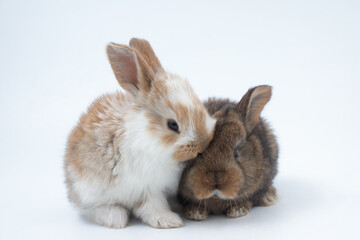 Rabbits and organic food. Farm products and animal husbandry.