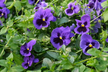 Fototapeta premium Purple violet flowers in the garden. Beautiful and vibrant flowers. Floral background, wallpaper. Pansy flowers. Violets in the park.
