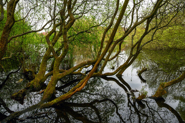 Trees by Rush Pond on Chislehurst Commons, Kent, UK. The trees reach across the pond and reflect in...