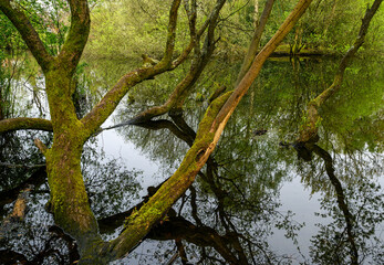 Trees by Rush Pond on Chislehurst Commons, Kent, UK. The trees reach across the pond and reflect in the water. Chislehurst is in the Borough of Bromley, Greater London.