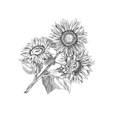 Bouquet of blooming sunflowers hand drawn engraved vector illustration isolated.