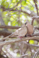 Pair of Collared Doves showing reciprocal preening following mating. Tenerife, Canary Islands (April)