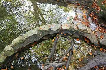 Beech trees reflected in a pond in Autumn