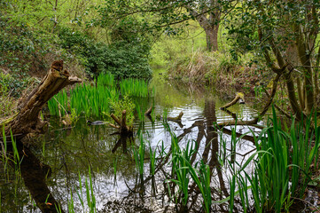 A stream near Rush Pond on Chislehurst Commons, Kent, UK. A coot swims across the water. Chislehurst is in the Borough of Bromley, Greater London.