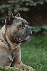 Cane Corso portrait. Cane Corso sits on green grass outdoors. Large dog breeds. Italian dog Cane Corso. The courageous look of a dog. Summer season. Formentino color.