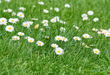 Daisies growing on a lawn