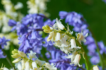 Bluebell flowers in spring