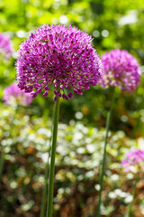 close purple round buds of ornamental onion grows in the park on a spring day on a blurred background.  sunny day in the city.  front view