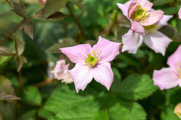 Obraz na płótnie Canvas Pink Clematis flower in spring
