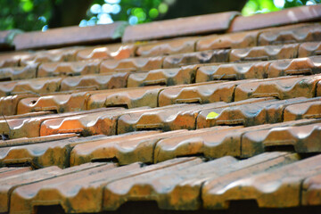 little leaf on the roof