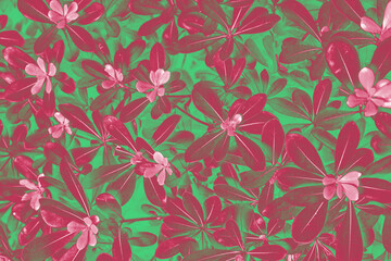 Trendy toning in color 2023 Viva Magenta Young leaves of the plant bush Pittosporum tobira, nature background. Pittosporum tobira, as background