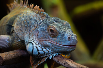 green iguana sitting on a tree branch