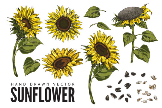 Sunflower plant in hand drawn sketch style, vector illustration isolated on white background.