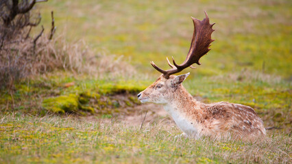 Red deer stag with antlers in spring, forest of Amsterdamse Waterleidingduinen in the Netherlands, wildlife in the woodland
