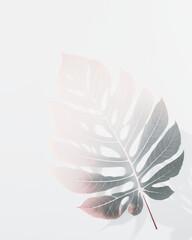 Pink faded ombre tropical palm leaf with a shadow on a white background as a graphic resource