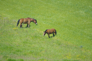 Horses grazing in tHorses grazing in the countryside of lower Molisehe countryside of lower Molise