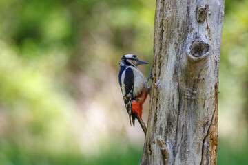 Picchio rosso che cerca insetti da mangiare appoggiato su un ramo, sfondo sfocato