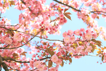 Beautiful pink sakura flowers. Beautiful nature with a flowering tree on a sunny day in spring. Sakura in full bloom
