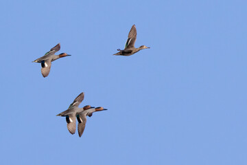 Common Teal
