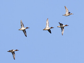 Obraz premium Common Teal