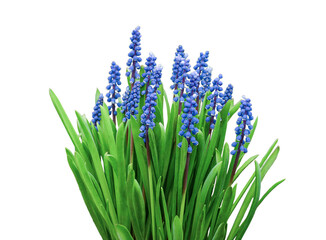 Fototapeta na wymiar Bunch of blue Muscari flowers. Isolate.