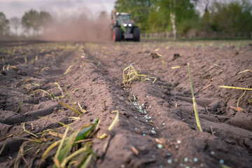 Schwefellinsen werden mit der Maissaat zusammen gelegt, dieser dient als Unterfussdüngung. © Countrypixel