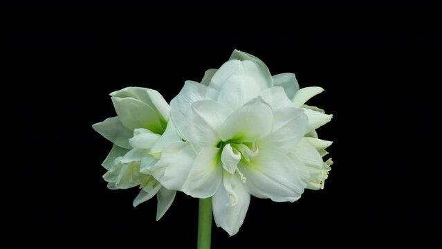 time lapse blooming beautiful white Amaryllis, Hippeastrum flower, macro isolated on pure black background, close-up. Wedding backdrop, Valentine's Day, holiday, love, birthday design Generative AI