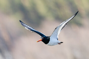 Eurasian oystercatcher