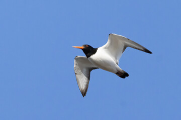 Eurasian oystercatcher