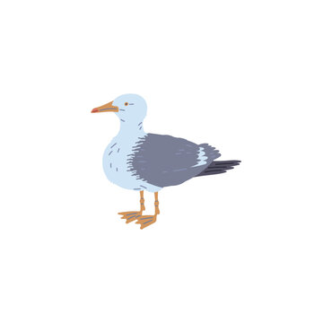 Common seagull or European herring gull bird, flat vector illustration isolated.