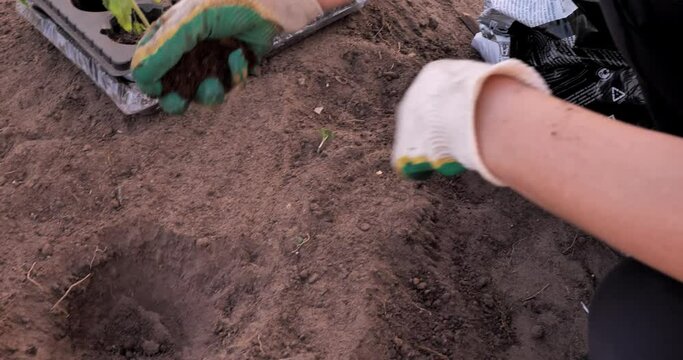 Hands in gardening gloves take out fertilizer and put it in the soil for planting tomatoes Preparing a garden bed in spring for transplanting tomato seedlings from a box to a greenhouse. Generative AI