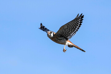 American Kestrel - Flying