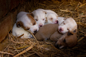 Puppies feels sleep