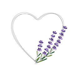 Line drawn branches of lavender in a heart border. Botanical hand drawn heart frame.  Elegant minimalist template for wedding invitations, cards, posters, postcards, logo design