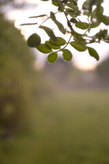 Tree leaves in the sunset 