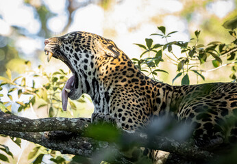 Fototapeta na wymiar Jaguar yawning