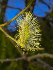Close-up of male catkins, salix caprea on a twig at spring