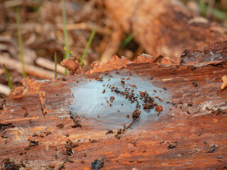 Spider nest with eggs, on the inside of a piece of bark from a pine tree