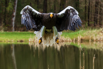 Steller's sea eagle (Haliaeetus pelagicus), also known as Pacific sea eagle or white-shouldered eagle
