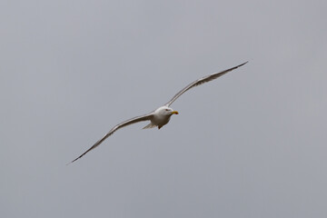 Gaviota de Cortés o de patas amarillas. Larus livens. 