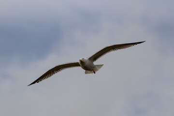 Gaviota de Cortés o de patas amarillas. Larus livens. 